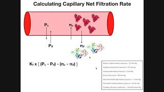 Starling Forces amp Calculating Net Filtration Rate [upl. by Materi591]