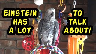 Einstein the Talking Texan Parrot has a lot to talk about [upl. by Allimac134]