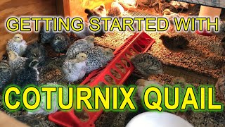 GETTING STARTED WITH COTURNIX QUAIL  A Beginners Guide [upl. by Eetse]