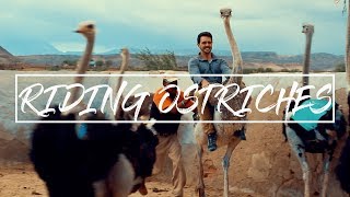 RIDING OSTRICHES in Oudtshoorn [upl. by Tuchman648]