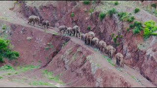 Elephants on a mission Unique insight into adventurous herd in SW China [upl. by Arleen]