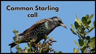 Common Starling call [upl. by Eioj]