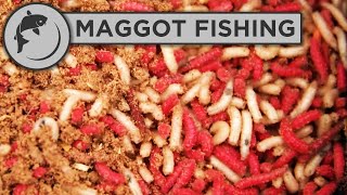 How to catch carp with maggots [upl. by Anilocin341]