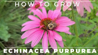 Complete Guide to Purple Coneflower  Echinacea purpurea [upl. by Eniahpets940]