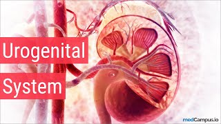 Embryology Urogenital System [upl. by Dreddy]