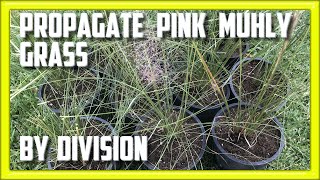 Propagate Pink Muhly Grass by Divison [upl. by Manard]