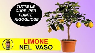 LIMONE IN VASO CURE E SEGRETI [upl. by Copp]