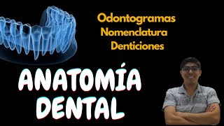 Anatomía dental Conceptos básicos [upl. by Nnaycart]