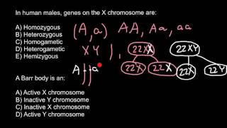 Definition of Homozygous Heterozygous Hemizygous [upl. by Ahseital797]