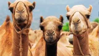 Camel facts [upl. by Glorianna]