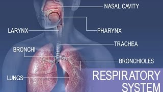 Anatomy and Physiology of Respiratory System [upl. by Ecirtaed]