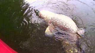 Big Catfish devours Duck [upl. by Karissa]