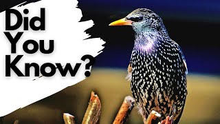 Things you need to know about STARLINGS [upl. by Aker]