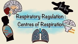 Respiratory Regulation  Part One  Centres of Respiration  Respiratory Physiology [upl. by Plossl]