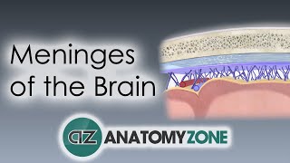 Meninges of the Brain  3D Anatomy Tutorial [upl. by Helas770]