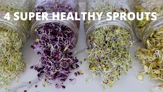 How To Grow Sprouts at Home  4 Super Healthy Sprouts [upl. by Oakie]