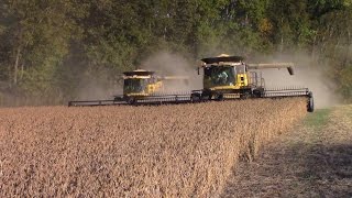 New Holland CR8090 Combines Harvesting Double Crop Soybeans [upl. by Delaryd444]