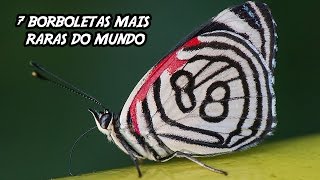 7 Borboletas mais Raras do Mundo [upl. by Adirahs]