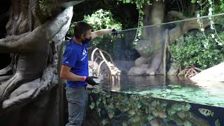 Field Trip Friday Archerfish Feeding [upl. by Rector565]