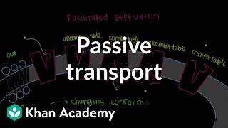 Passive Transport by Facilitated Diffusion  Cells  MCAT  Khan Academy [upl. by Akahc445]