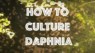 How To Culture Daphnia Magna [upl. by Hagerman]