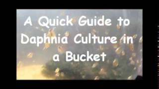 How to culture daphnia outside [upl. by Norda680]