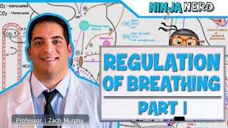 Respiratory  Regulation of Breathing Respiratory Centers Part 1 [upl. by Brandtr]