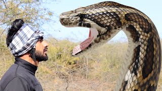 Anaconda Snake 2 in Real Life HD Video [upl. by Lucia]