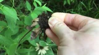 How to Collect Coneflower Seeds  Echinacea [upl. by Alby39]