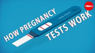 How do pregnancy tests work  Tien Nguyen [upl. by Bubalo]