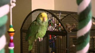 Amazon Parrot talking [upl. by Aihsiym]