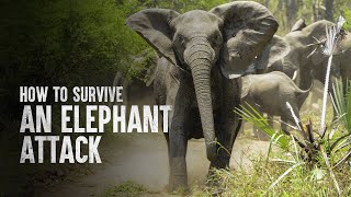 How to Survive an Elephant Attack [upl. by Ateloiv]