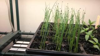 Growing shallots from seed [upl. by Ynahpets749]