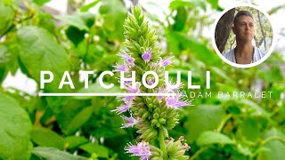 Patchouli  The Oil of Presence and Solitude [upl. by Crescantia]