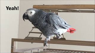 Clear Talking Parrot Macy the African Grey [upl. by Lavicrep]