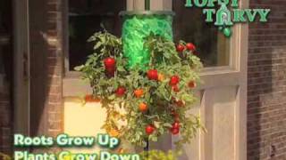 Topsy Turvy Tomato Tree  As Seen on TV Network [upl. by Zoila]