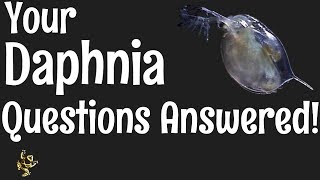 Daphnia Questions Answered [upl. by Adnawahs599]