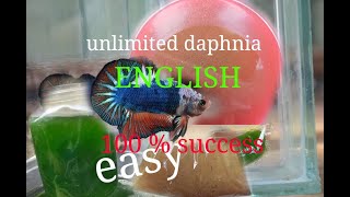 daphnia moina culture Easy way Unlimited production English  with sub Green water Chlorella [upl. by Blinni117]