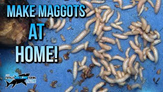 How to make Maggots at Home  TAFishing [upl. by Sitruc]