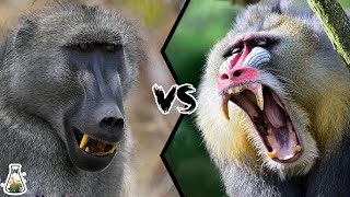 BABOON VS MANDRILL  Which is the strongest monkey [upl. by Frodin]