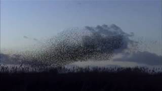 Starling Murmurations [upl. by Leclair]