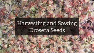 Harvesting and Sowing Drosera Seeds  SubTropical Sundews [upl. by Anenahs317]