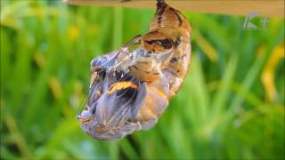 Metamorfose da borboleta  Crisálida para borboleta Brassolis sophorae [upl. by Verne531]