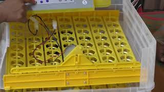 TMampW SmallMini Egg Incubator 112 Eggs Cap Fully Automatic [upl. by Adnyc]