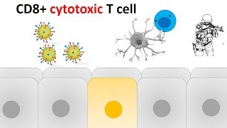 cytotoxic T cell activation and killing mechanism [upl. by Walston]