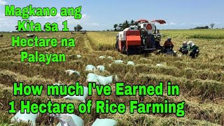 Rice Farming Magkano ang kita sa 1 Hectare na Palayan  HYBRID Rice [upl. by Alehcim]