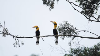 Love in the Wild The Great Hornbills Courtship Ritual  Birds Mating Rituals  RoundglassSustain [upl. by Elephus478]