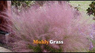 Muhly Grass [upl. by Alamap855]