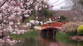 Toowoomba Japanese Gardens [upl. by Volnak]