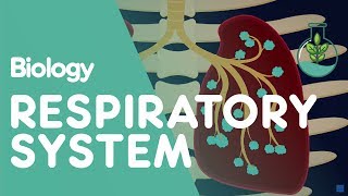 Respiratory System  Introduction  Physiology  Biology  FuseSchool [upl. by Aitropal]